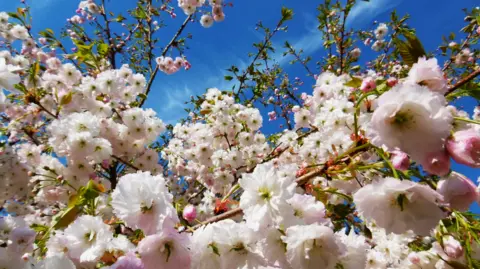 Peter Steggles Pink and white blossom on a tree with blue sky above