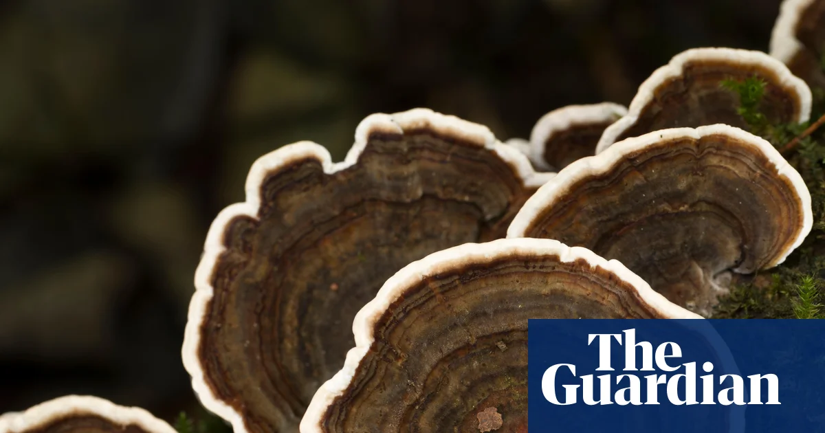 Revisited: do medicinal mushroom products actually work? – podcast | Science