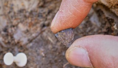 Study finds humans were making fire 400,000 years ago, far earlier than once thought - Toronto Star