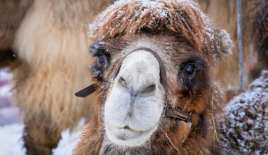 Camel Enjoying the Snow Is the Happiest. Little Soul