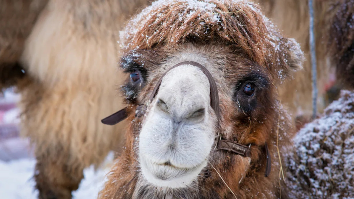 Camel Enjoying the Snow Is the Happiest. Little Soul