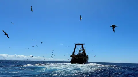 Mayeni Jones / BBC Seabirds fly around the fishing boats in the sea