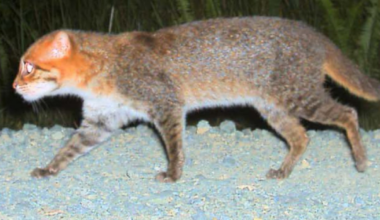 Elusive wild cat feared extinct rediscovered in Thailand - CTV News