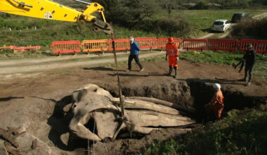 The story of the buried whale's head