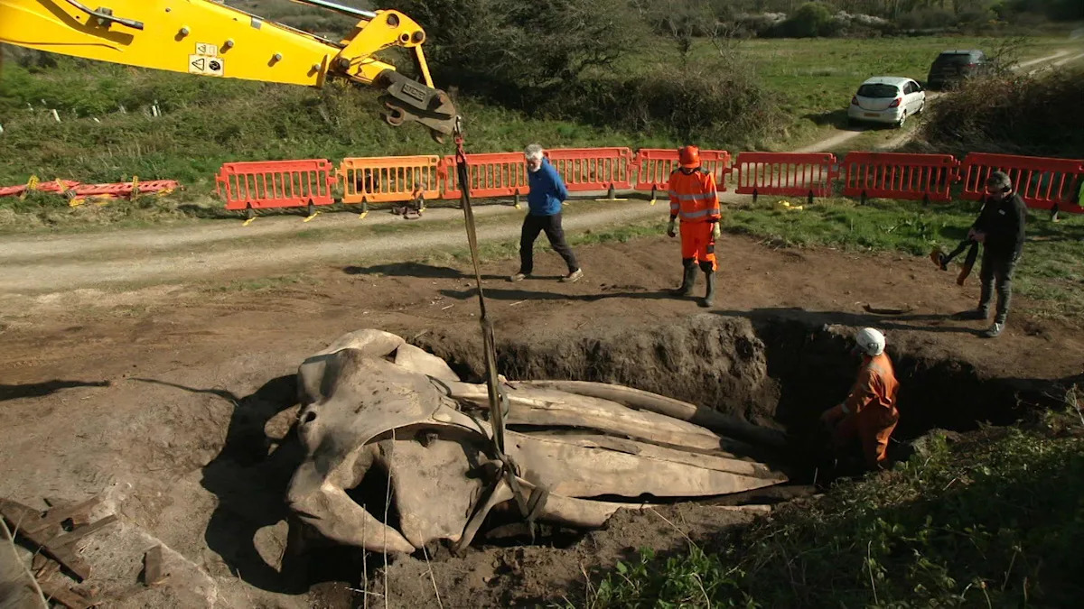 The story of the buried whale's head