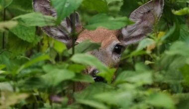 2 new cases of ‘zombie deer disease’ found in B.C.’s Kootenay area