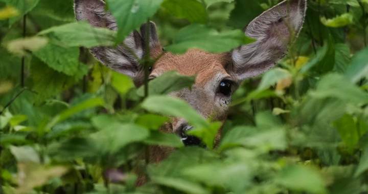 2 new cases of ‘zombie deer disease’ found in B.C.’s Kootenay area