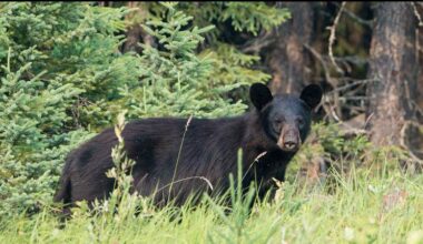 Sask. woman who was trafficking black bear paws, fined over $12,000
