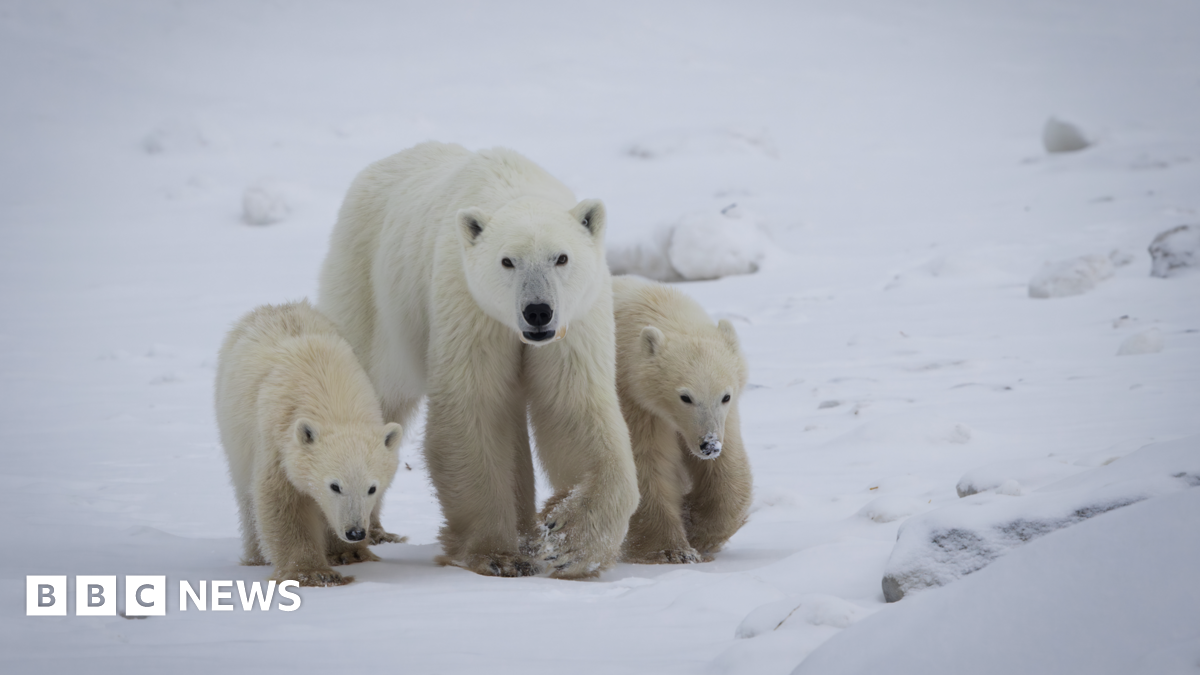 A mother polar bear walking with one cub on each side