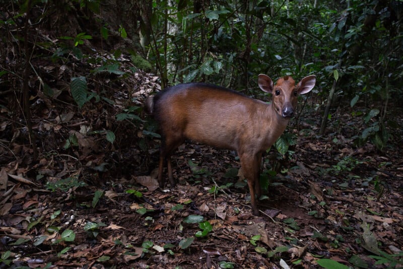 A small brown deer stands on a forest floor covered in leaves, surrounded by dense green foliage and trees, looking alertly toward the camera.