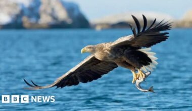 Disappearance of conservation project white-tailed eagles probed