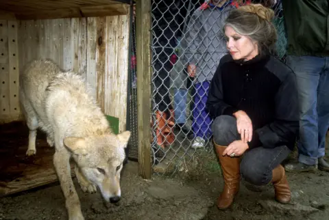 Philippe Caron/Sygma/Getty Images Brigitte Bardot watching one of 50 Hungarian wolves she rescued and transferred to the nature park of Gevaudan, Marvejols, France.
