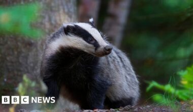 Sett-to over road damaged by burrowing badgers
