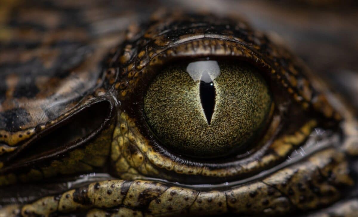 A Newly Discovered Species Just Surfaced In Papua New Guinea