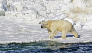 Canadian researchers see rare polar bear adoption - CTV News