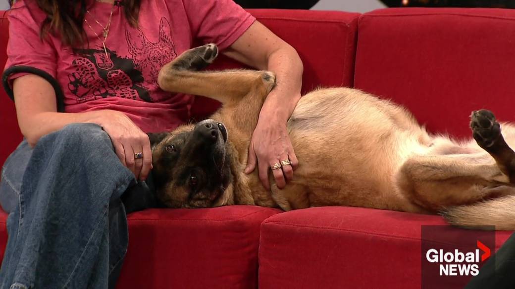 Click to play video: 'Ned’s Wish Heroes Run raising funds for Canada’s retired 4-legged heroes'