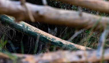 After 30 Years, This Rare Cat Makes An Unbelievable Comeback, See The Camera Trap Footage!