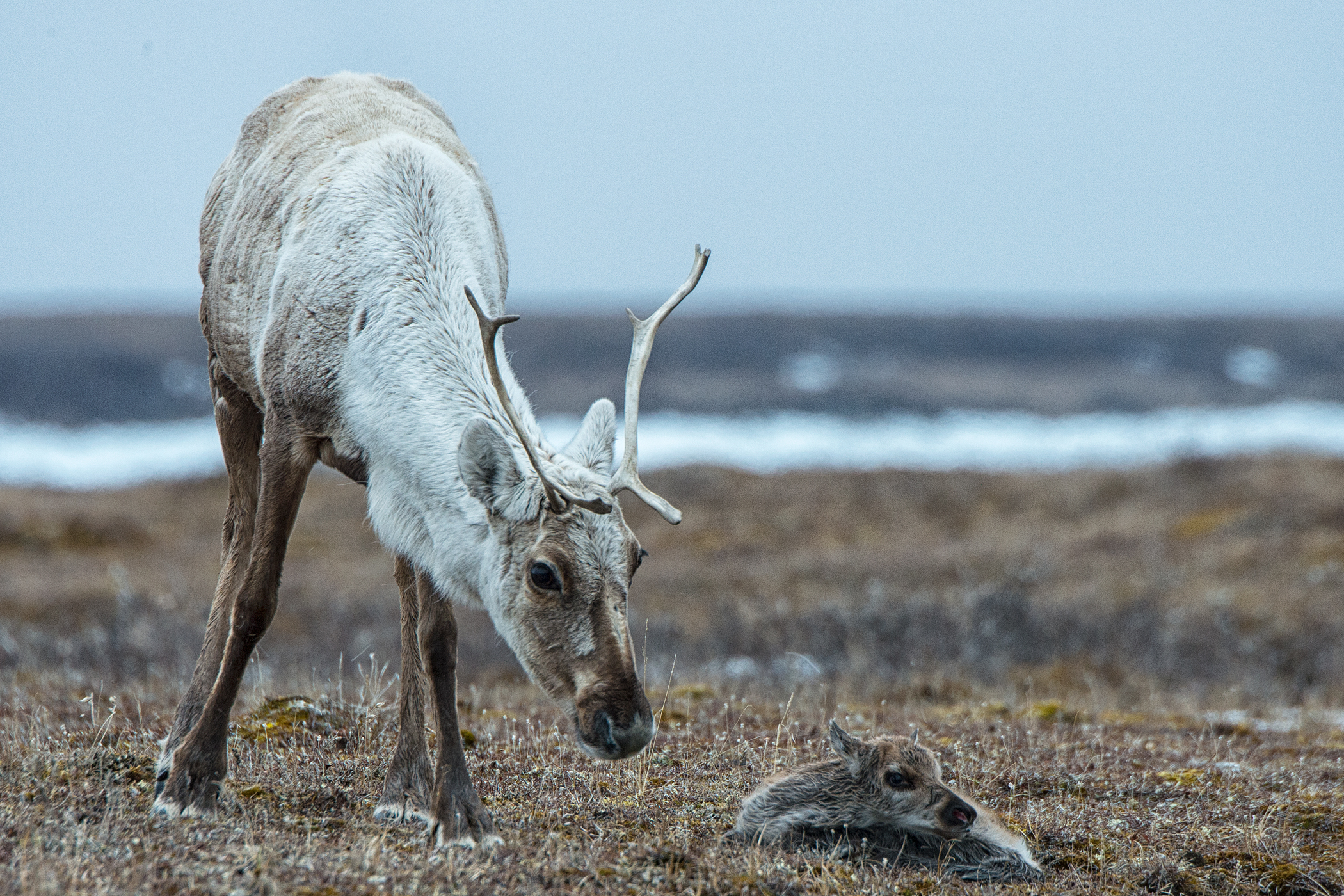 A caribou with large antlers bends down towards a calf curled up on the tundra