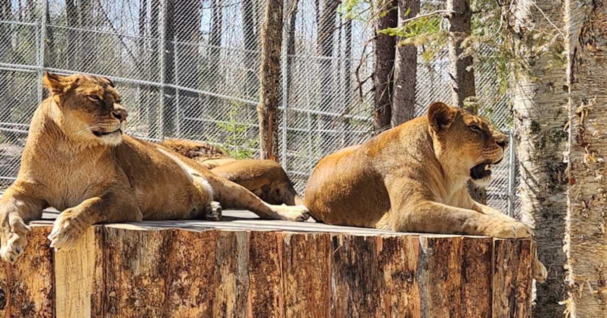 Trio of pregnant lions reveals dark reality of captive breeding - CTV News