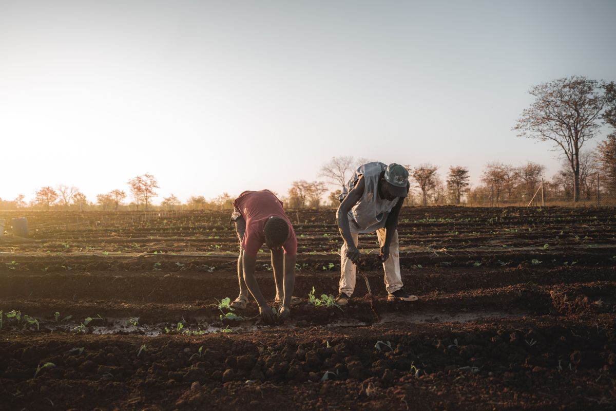 IFAW has established four fenced gardens, each measuring a hectare in size, that benefit a total of 166 households near Hwange National Park. The gardens, supplied with water from boreholes, also make it easier for community members to access water from safe areas, thus minimizing contact between people -- mostly women and children -- and wild animals like elephants. Image courtesy of Naude Heunis/ IFAW.