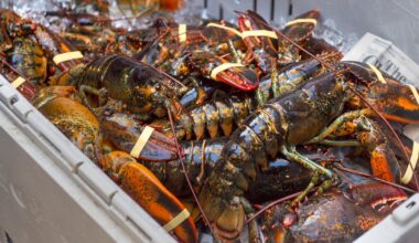 Lobster prices dropping in Canada