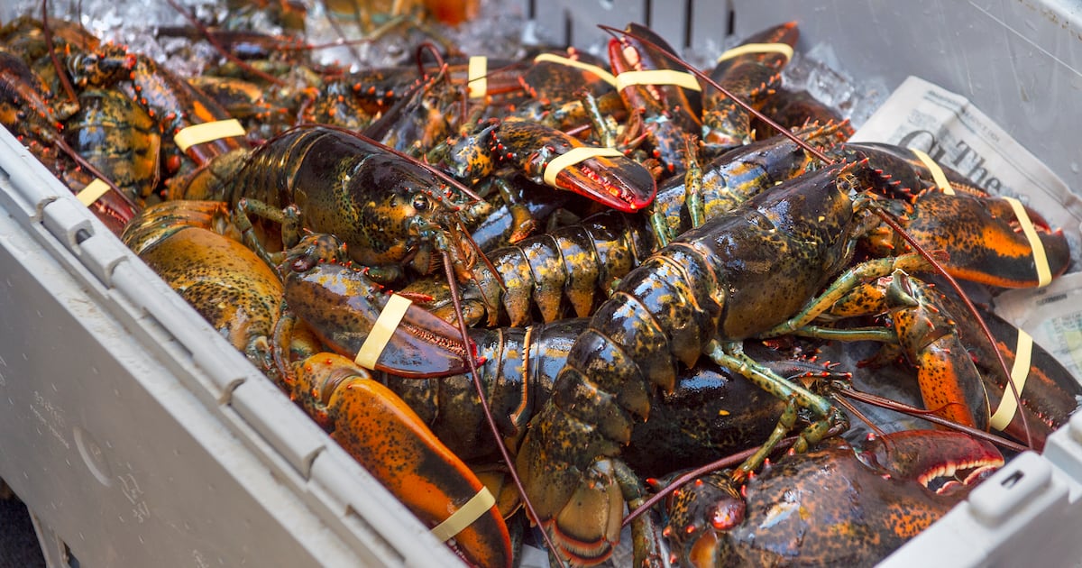 Lobster prices dropping in Canada
