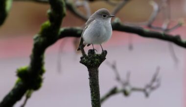 ‘Once in a lifetime’: Crowds gather in Vancouver to look at bird never before seen in Canada - CTV News
