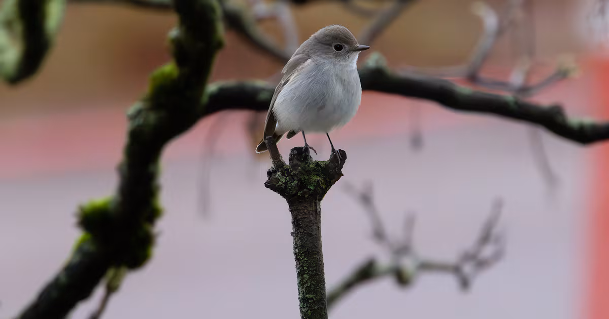 ‘Once in a lifetime’: Crowds gather in Vancouver to look at bird never before seen in Canada - CTV News