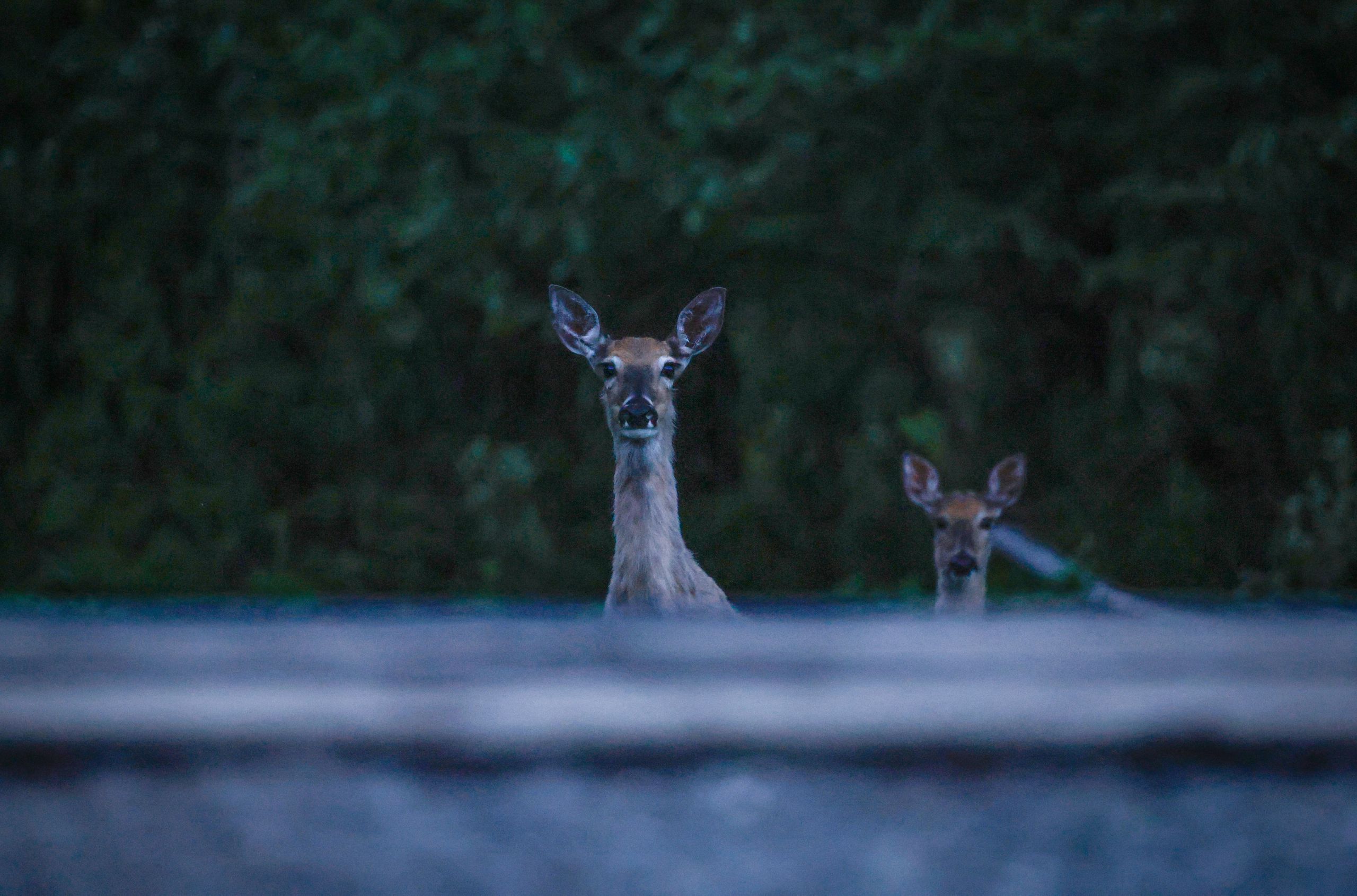 Two deer peak over a raised railway track in the evening light