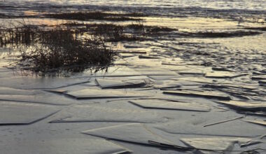 Frozen frogs, oxygen-defying turtles, and other winter survival wonders - PembinaValleyOnline.com