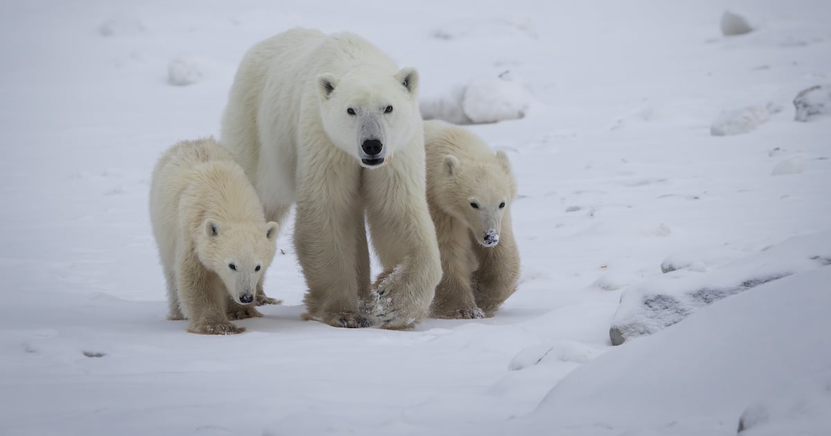 Polar bear in northern Manitoba adopts second cub in the wild in rare case - CTV News