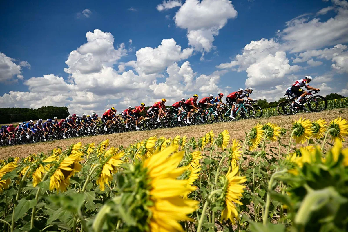 The pack of riders (peloton) cycles past sunflower fields during the 9th stage of the 112th edition of the Tour de France 2025.