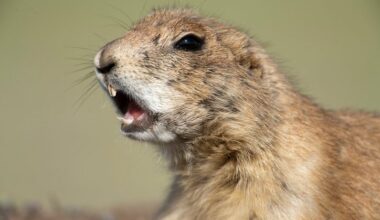 Prairie dog