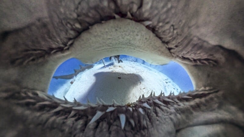 A close-up, wide-angle view from inside a shark’s open mouth, showing sharp teeth and the underwater scene outside, with sand and water visible beyond the jaws.