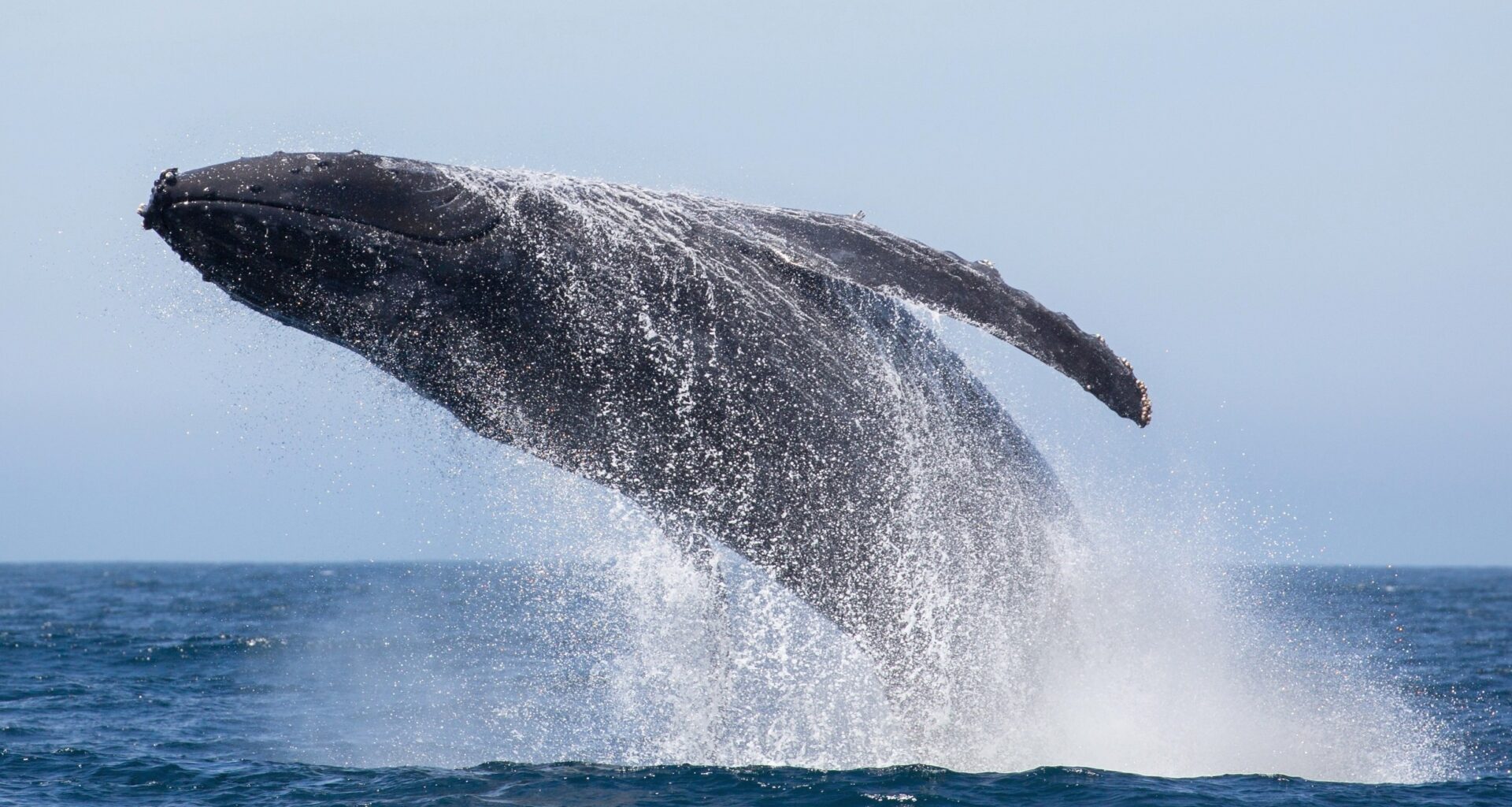 Humpback whale recovery hides a haunting genetic legacy