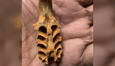 Discovery of ancient bee nests in fossils points to a never-before-seen behaviour - CTV News