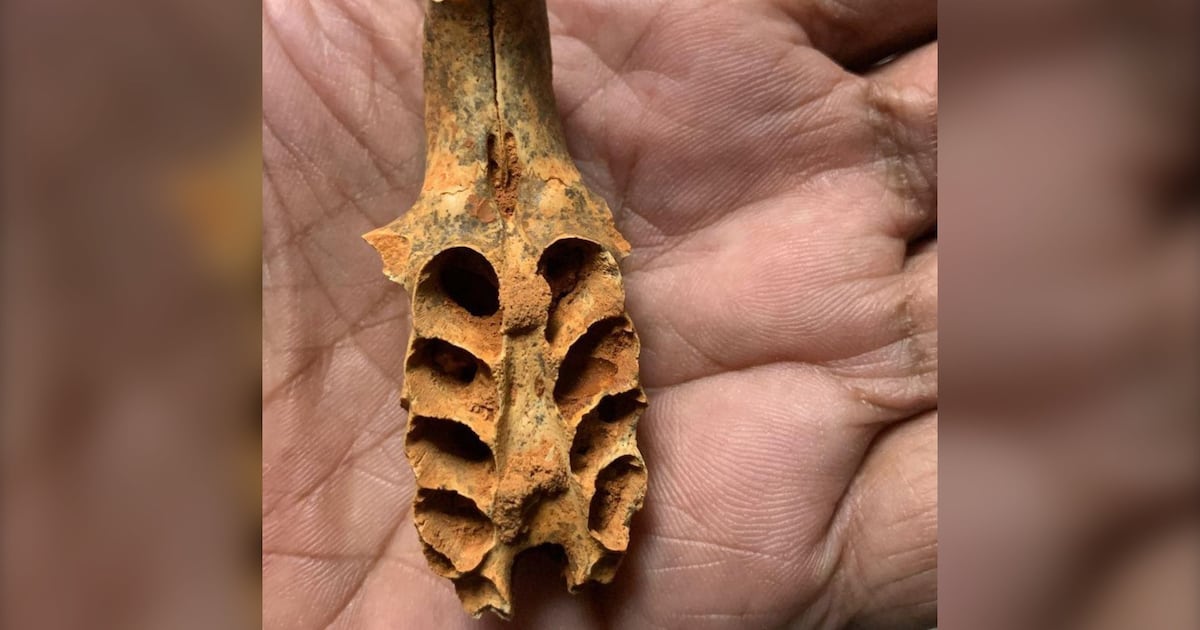 Discovery of ancient bee nests in fossils points to a never-before-seen behaviour - CTV News