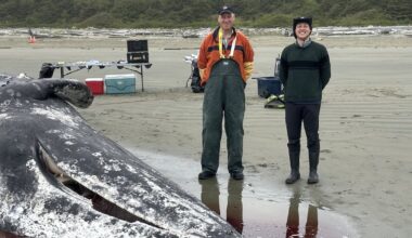 For B.C. whale coroner, a gruesome duty to ‘revered’ animals approached with humility - CTV News