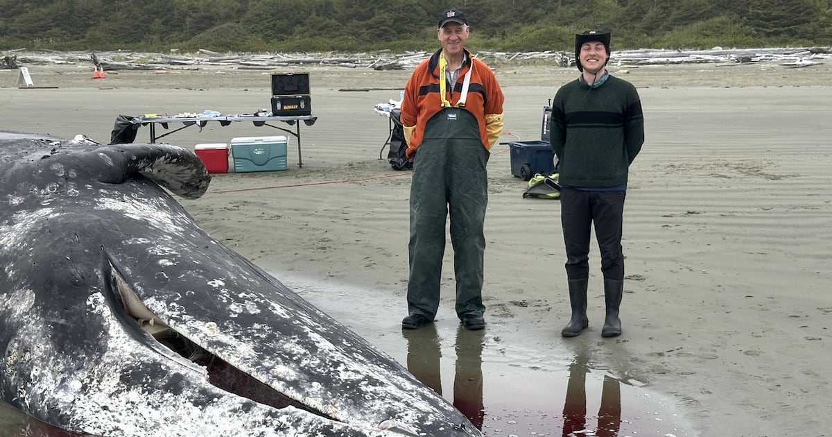 For B.C. whale coroner, a gruesome duty to ‘revered’ animals approached with humility - CTV News
