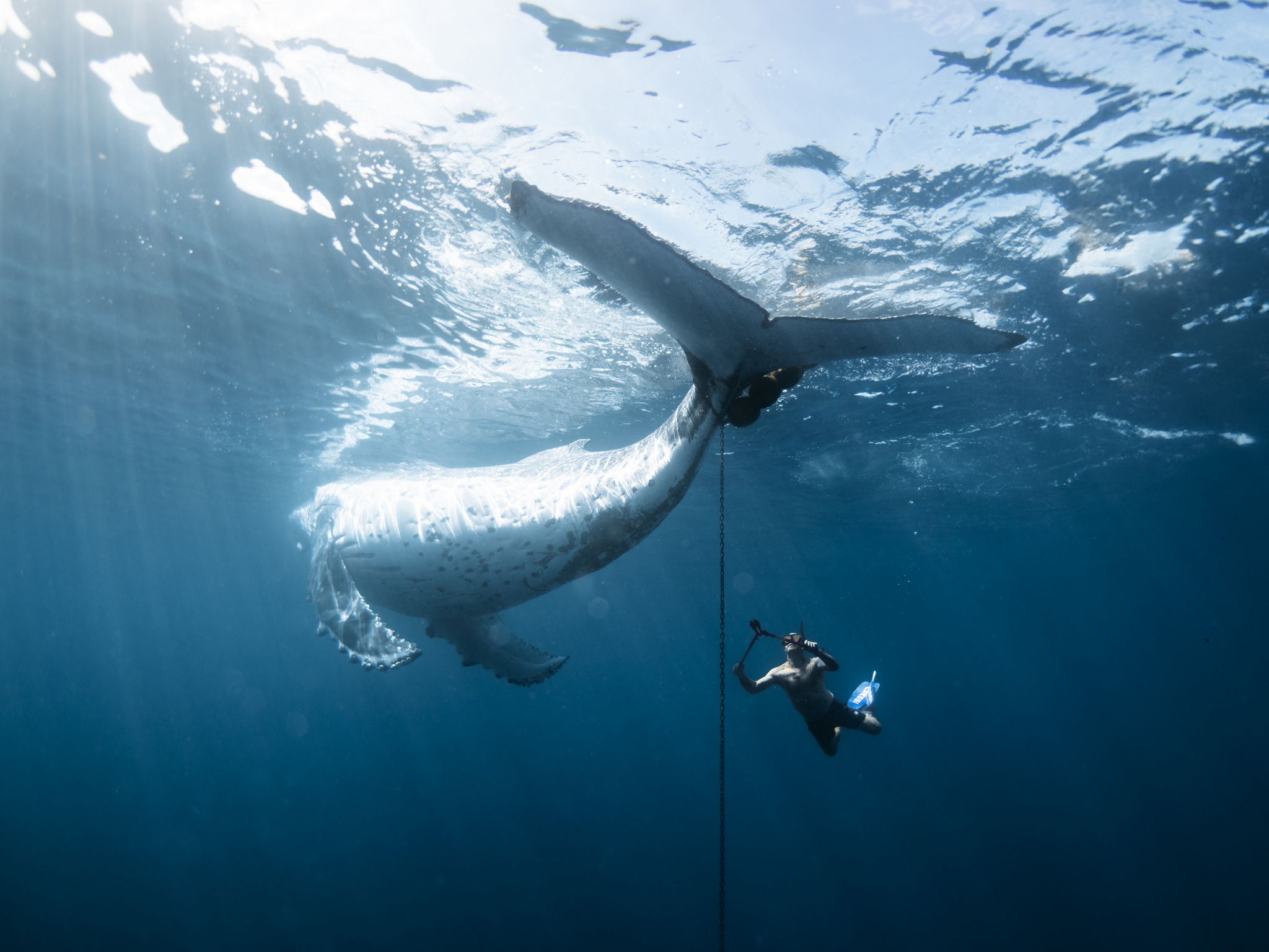 A diver interacts with a humpback whale underwater, capturing a unique moment in the ocean's vibrant, blue depths