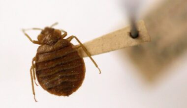 Pests reported at federal buildings hundreds of times amid push to return in office