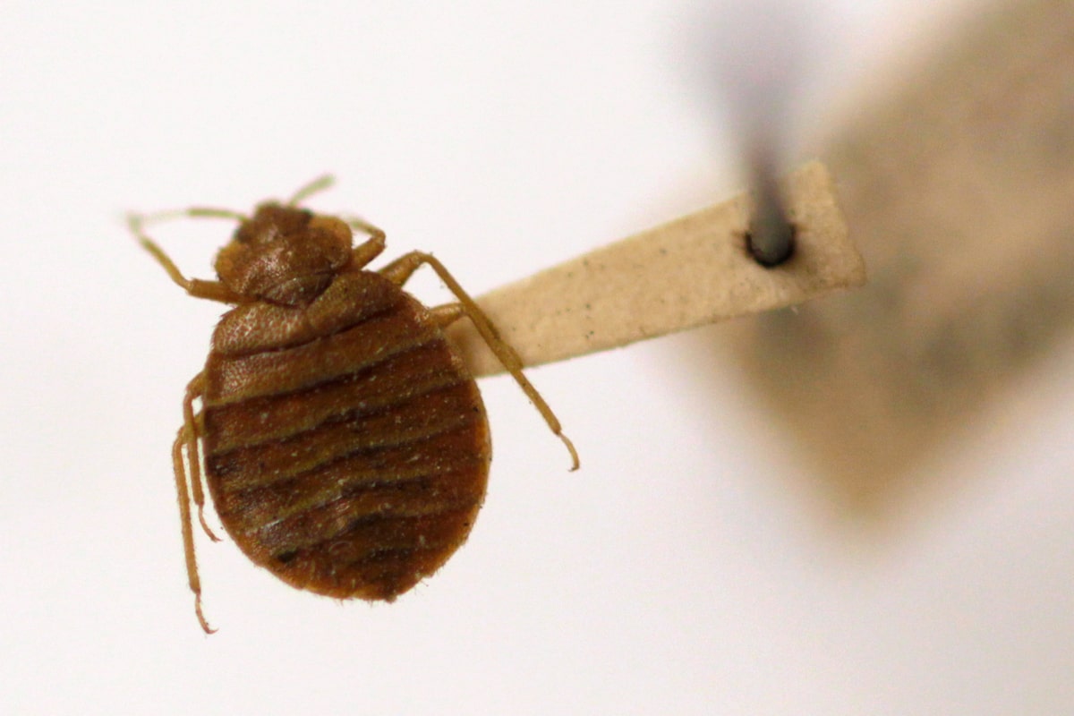 Pests reported at federal buildings hundreds of times amid push to return in office