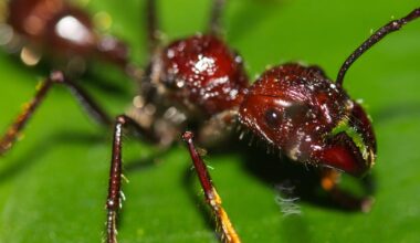 ‘Come and kill me’: sick ants invite destruction to save colony - CTV News