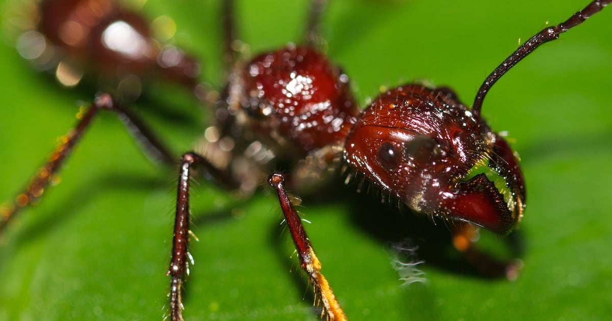 ‘Come and kill me’: sick ants invite destruction to save colony - CTV News