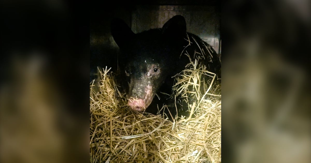 Severely burned bear cub recovering in northern B.C. - CTV News