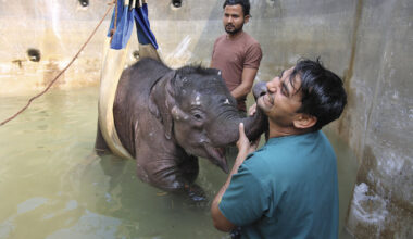 To combat elephant abuse, an Indian nonprofit educates travel firms
