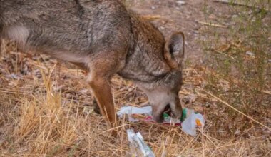 feeding coyotes at mississauga park december 2025.