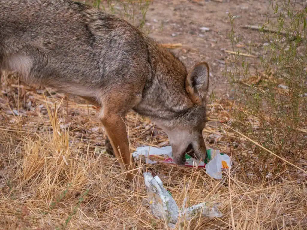 feeding coyotes at mississauga park december 2025.