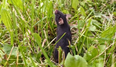 Scientists Released Caged Mice Into The Wild, And an Incredible Thing Happened : ScienceAlert