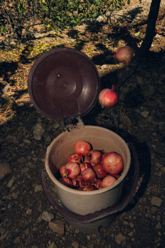 A plastic bucket filled with pomegranates sits on rocky ground under dappled sunlight, with its lid open and two pomegranates falling into it from above.